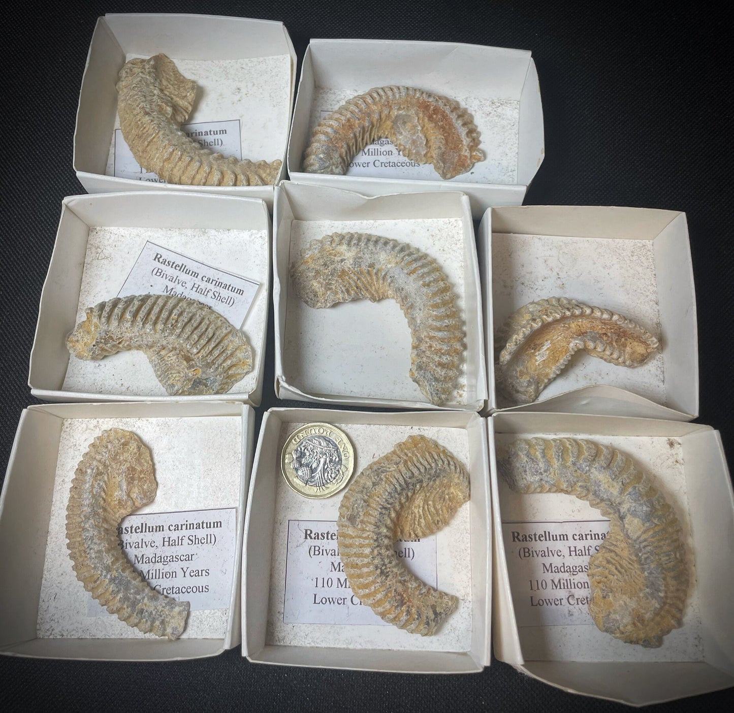 Rastellum Carinatum Fossil (Lower Cretaceous) From Madagascar- Collectors Piece (Sold Individually)