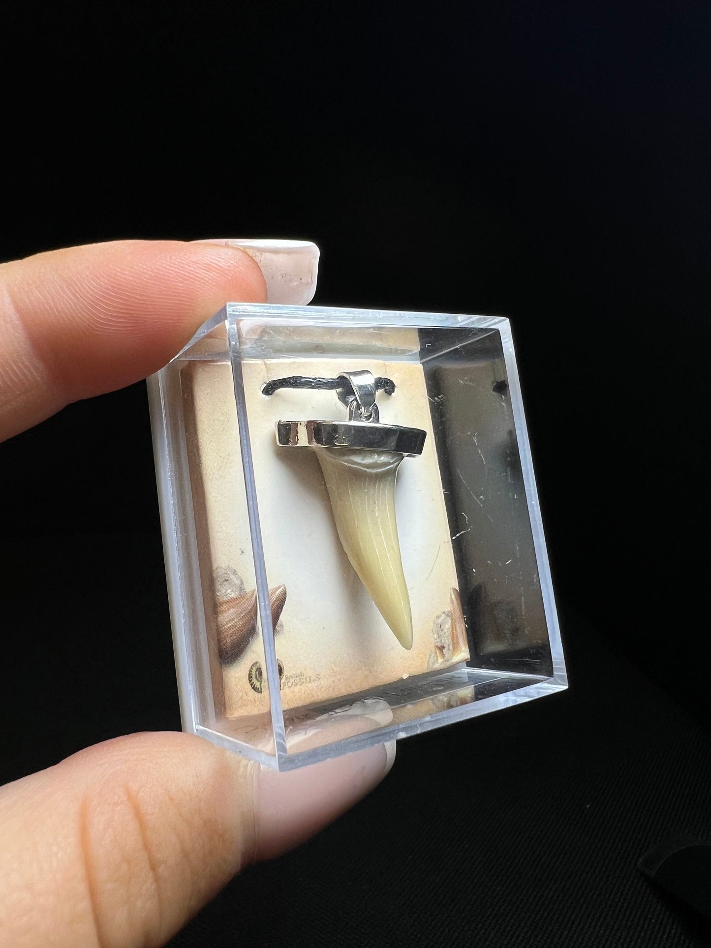 Shark Tooth Necklace- Sold Individually, Fossils
