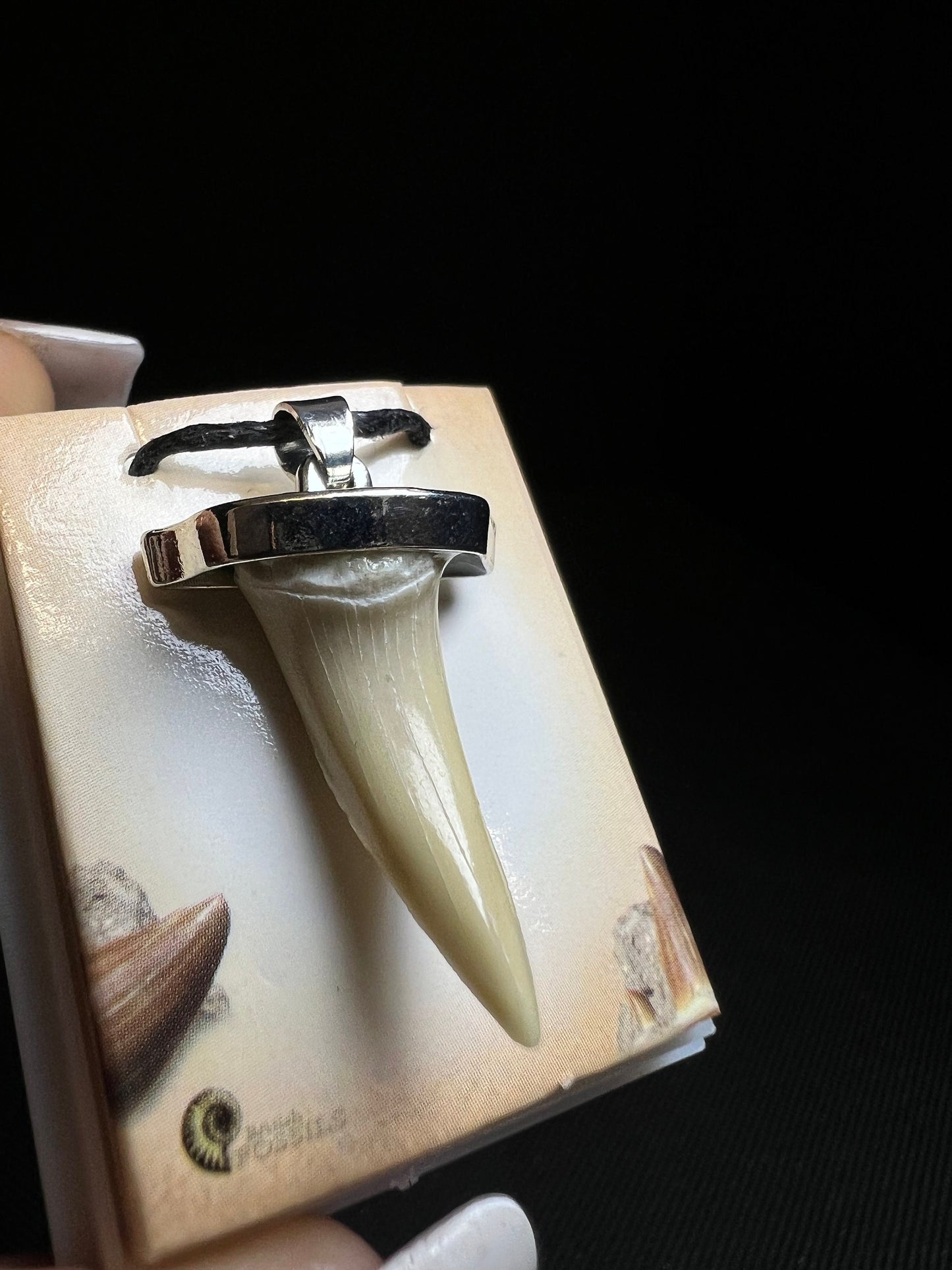 Shark Tooth Necklace- Sold Individually, Fossils
