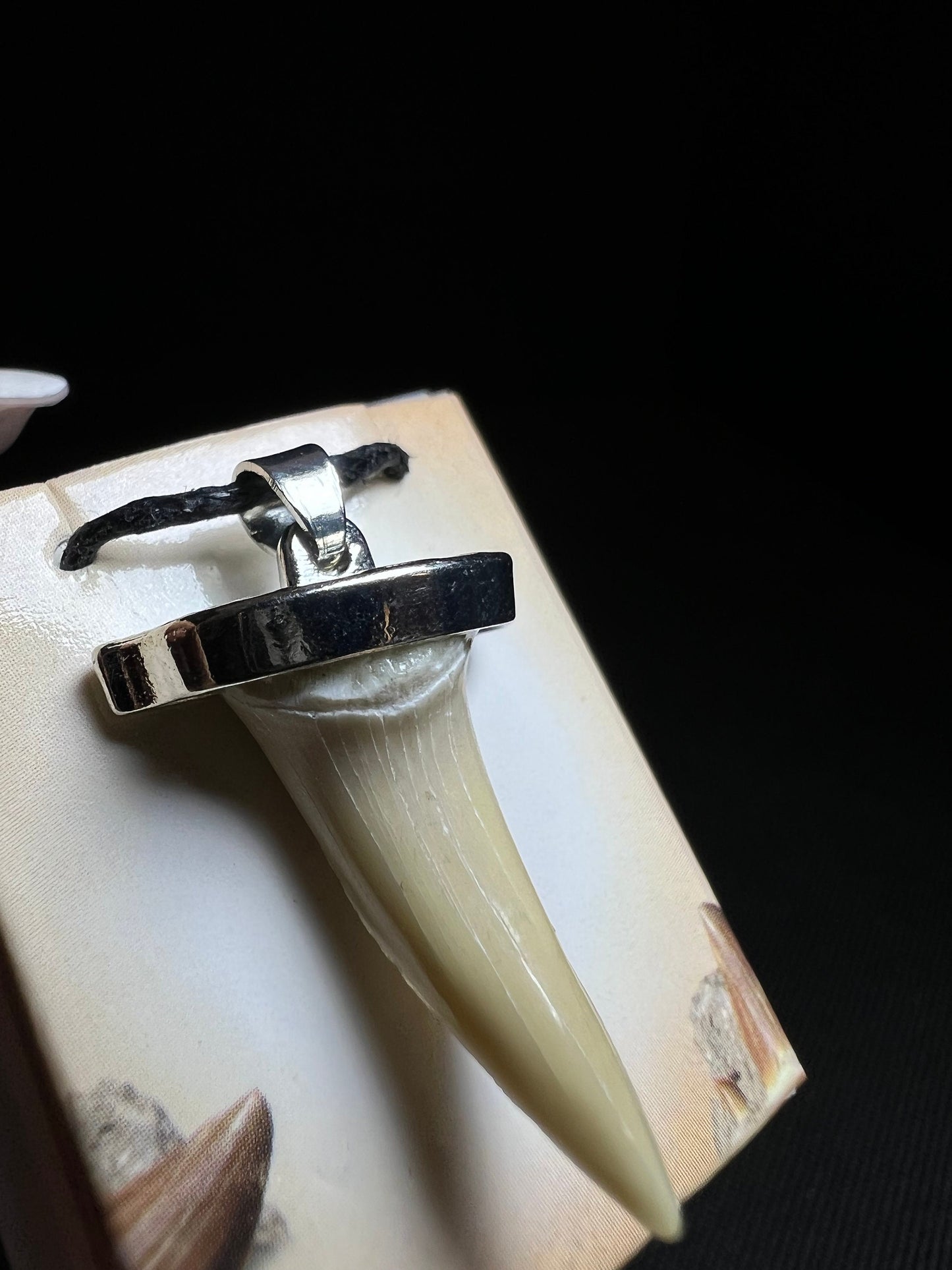 Shark Tooth Necklace- Sold Individually, Fossils