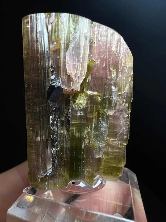 Single Termination Watermelon Tourmaline With Black Tourmaline Piercing Through From Brazil (Self Healed) - Collectors Piece
