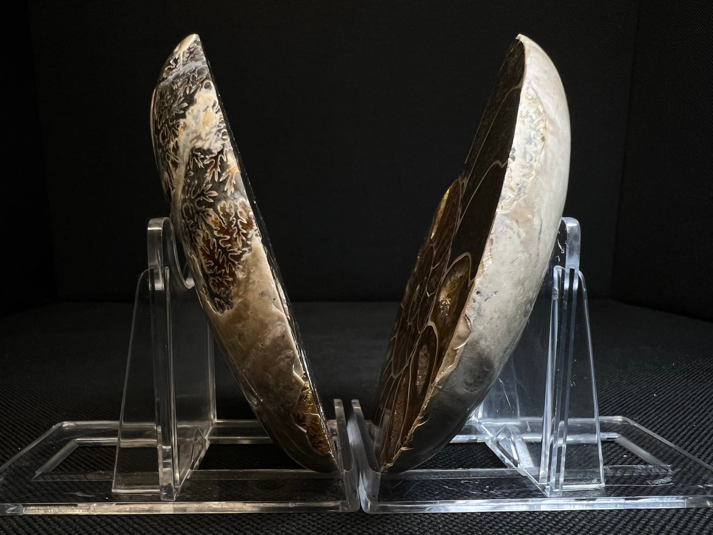 Small Ammonite Fossil Pair (Sold Together) Home Decor- Fossil- Statement Piece