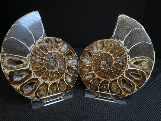 Small Ammonite Fossil Pair (Sold Together) Home Decor- Fossil- Statement Piece
