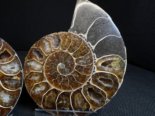Small Ammonite Fossil Pair (Sold Together) Home Decor- Fossil- Statement Piece