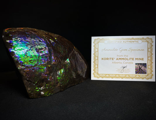 Remarkable Ammolite Gem Specimen With Teeth Impressions Of The Mosasaur From Alberta, Canada- Fossil, Gem, Collectors Piece