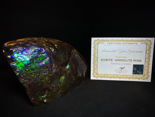 Remarkable Ammolite Gem Specimen With Teeth Impressions Of The Mosasaur From Alberta, Canada- Fossil, Gem, Collectors Piece