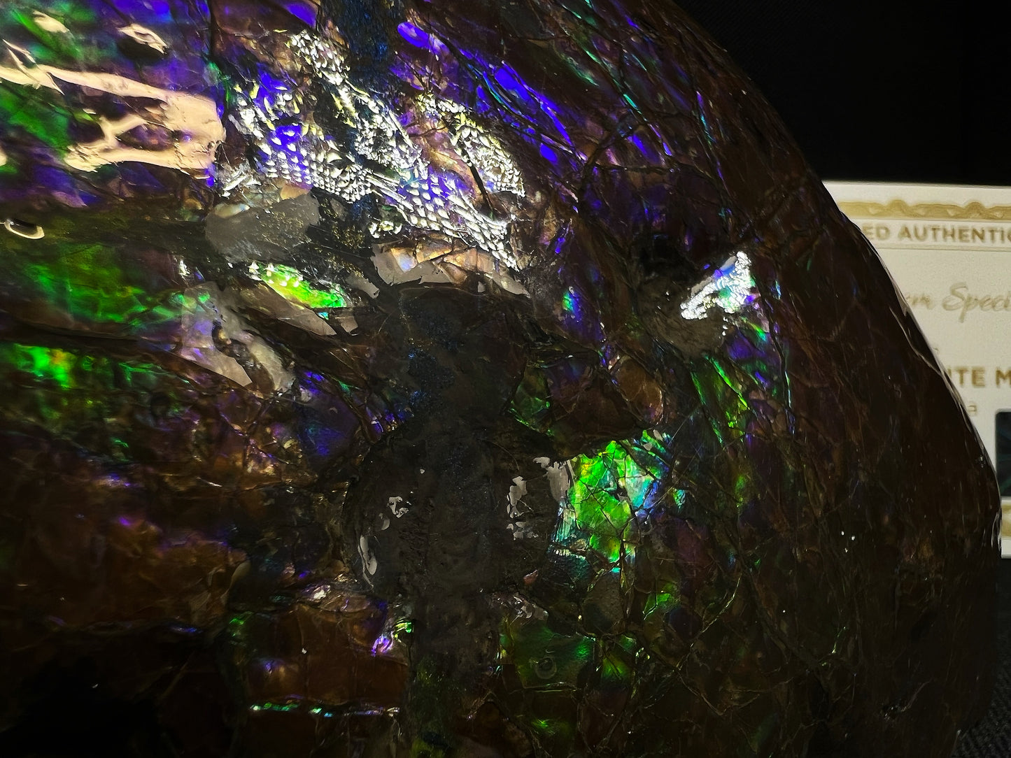 Remarkable Ammolite Gem Specimen With Teeth Impressions Of The Mosasaur From Alberta, Canada- Fossil, Gem, Collectors Piece