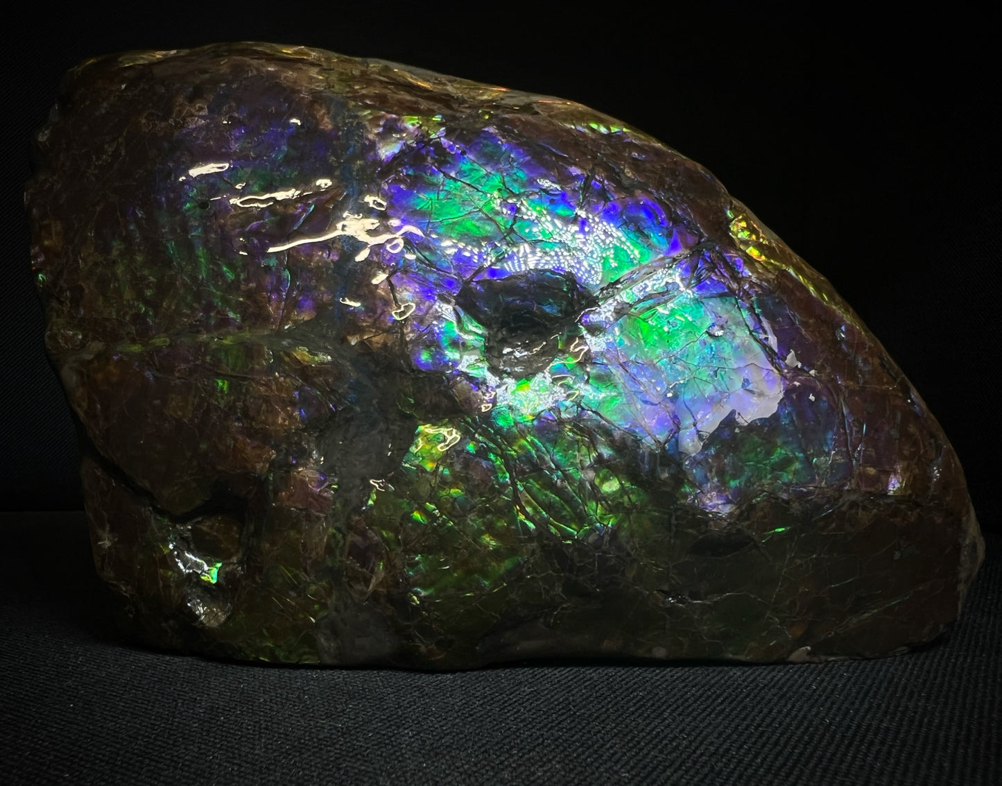 Remarkable Ammolite Gem Specimen With Teeth Impressions Of The Mosasaur From Alberta, Canada- Fossil, Gem, Collectors Piece