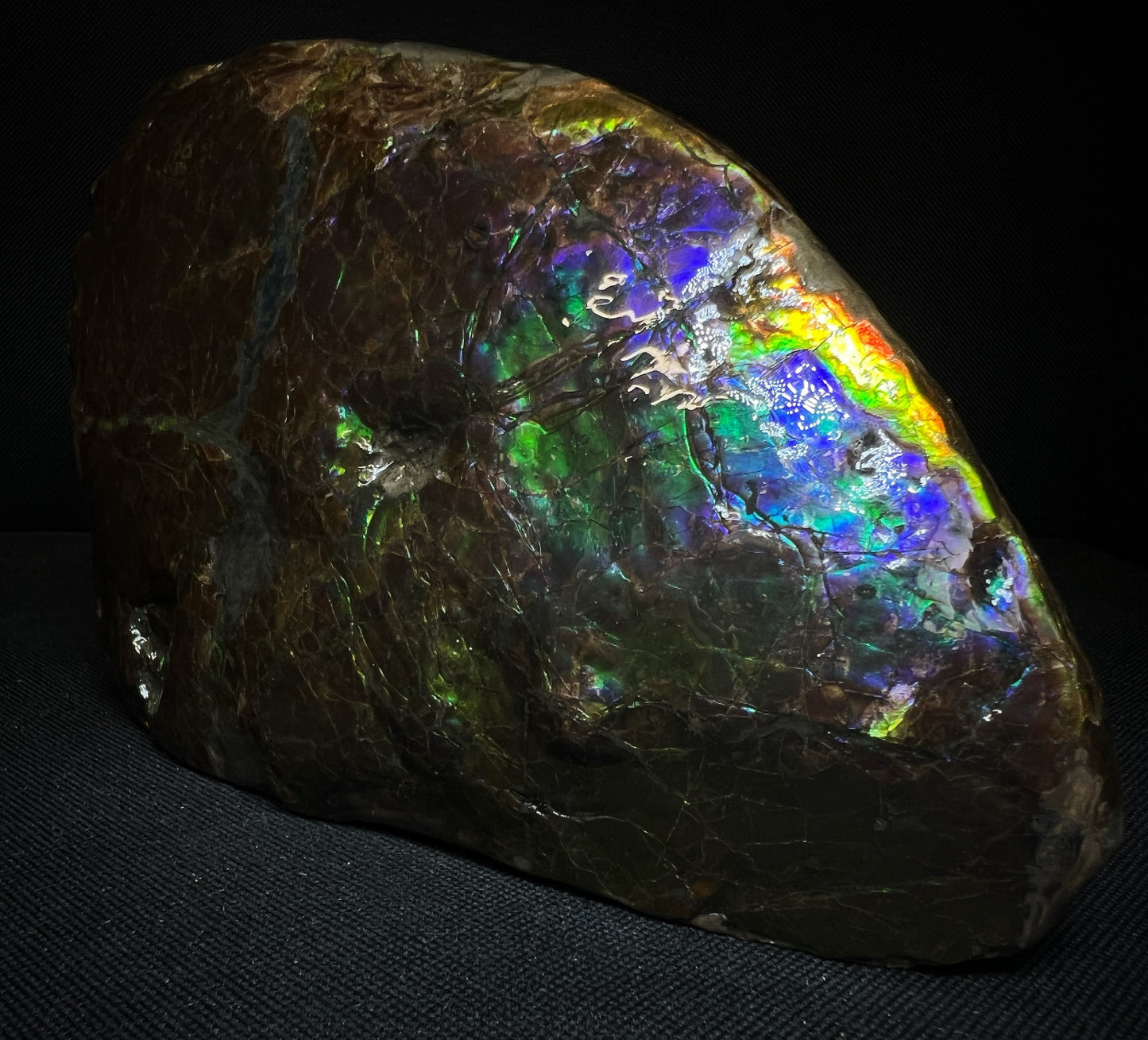 Remarkable Ammolite Gem Specimen With Teeth Impressions Of The Mosasaur From Alberta, Canada- Fossil, Gem, Collectors Piece