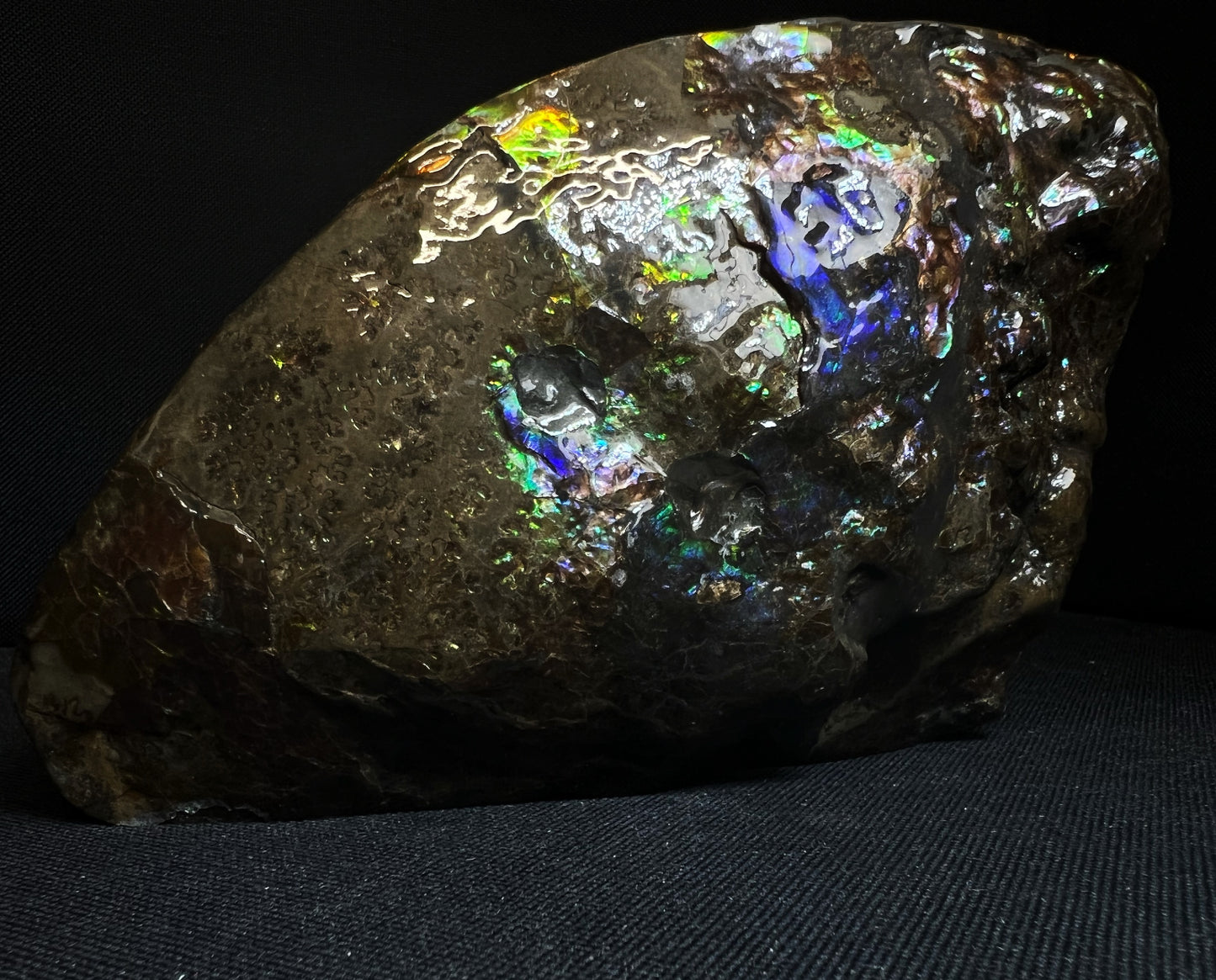 Remarkable Ammolite Gem Specimen With Teeth Impressions Of The Mosasaur From Alberta, Canada- Fossil, Gem, Collectors Piece