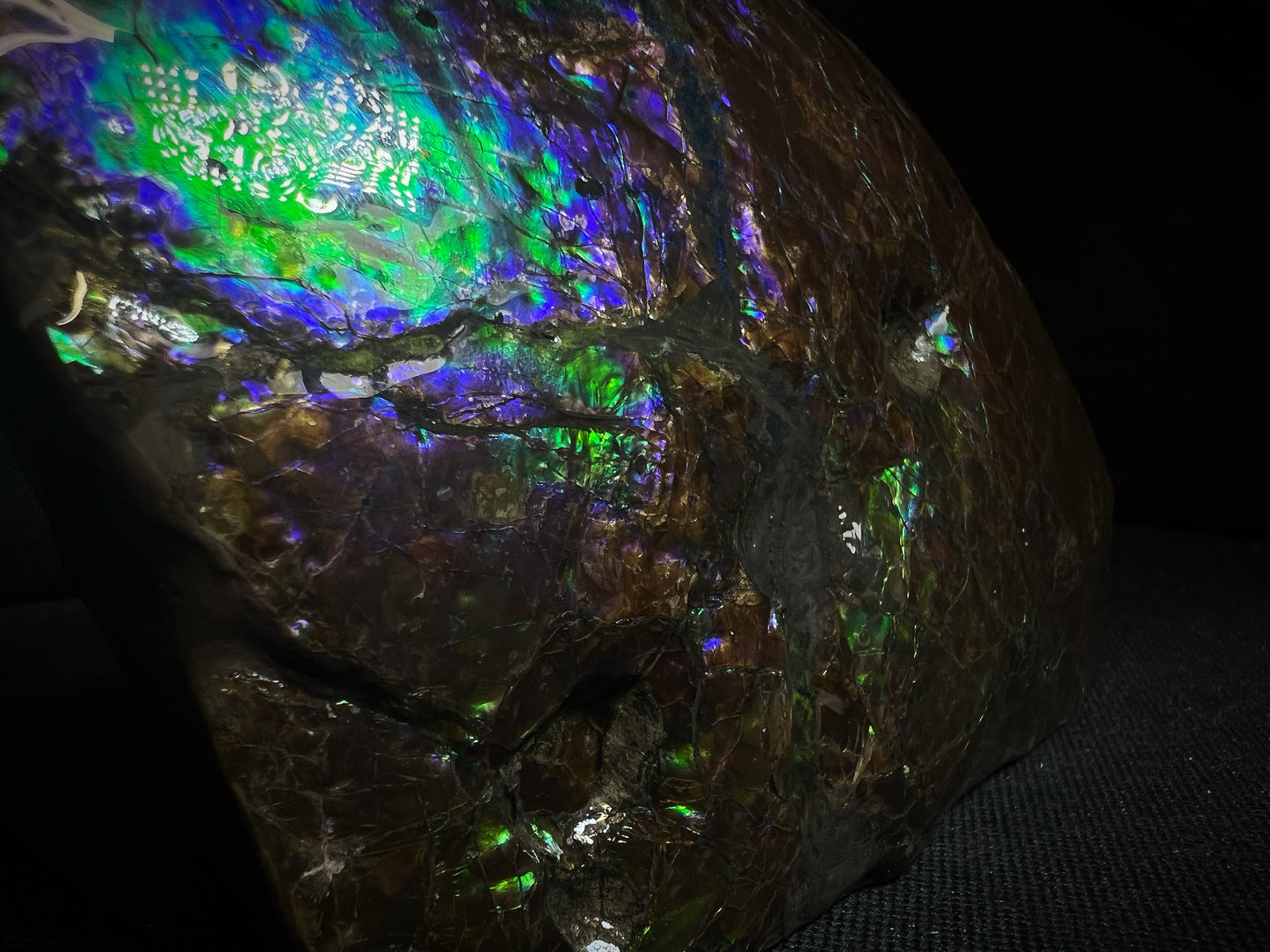 Remarkable Ammolite Gem Specimen With Teeth Impressions Of The Mosasaur From Alberta, Canada- Fossil, Gem, Collectors Piece