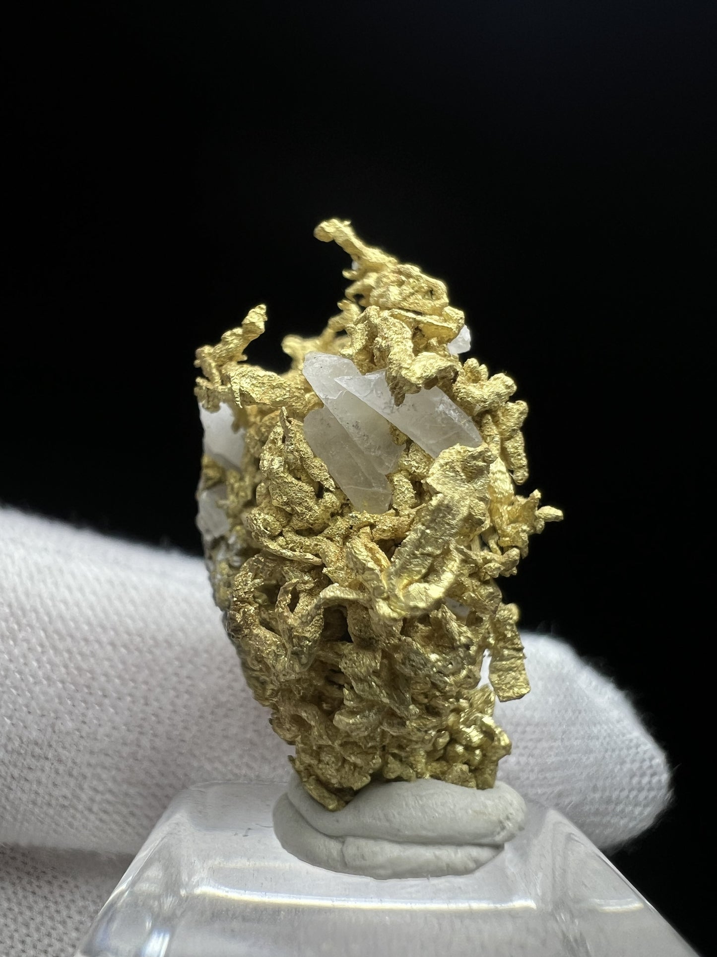 Rare Crystallized High Grade Gold With Quartz From Belshazzar Gold Mine, Boise County, Idaho- collectors piece