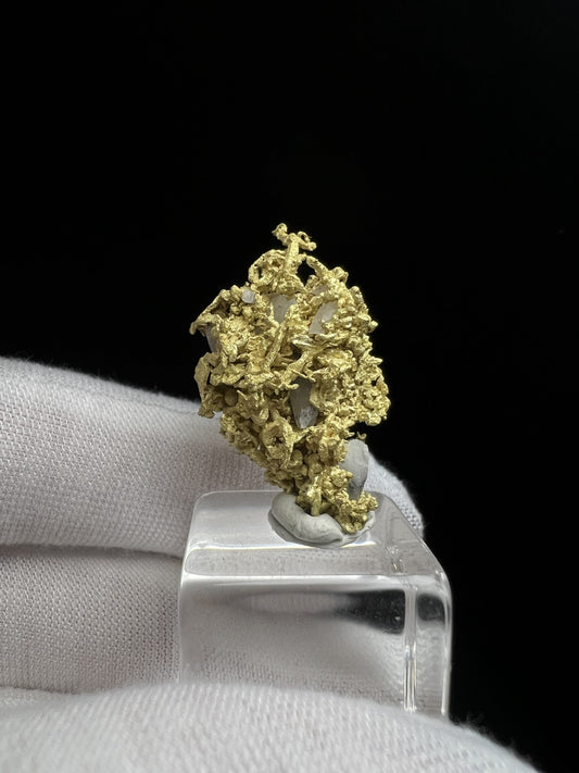 Rare Crystallized High Grade Gold With Quartz From Belshazzar Gold Mine, Boise County, Idaho- collectors piece