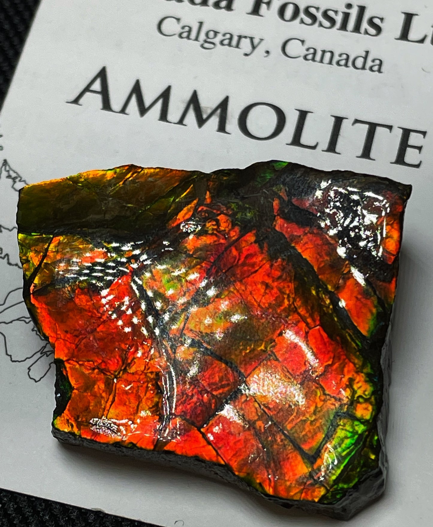 High Grade Natural Rare Ammolite Gem Quality From Calgary, Canada