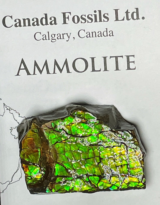 High Grade Natural Rare Ammolite Gem Quality From Calgary, Canada