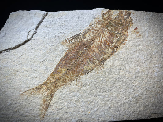 Fish Specimen From Morocco Over 50 Million Years Old