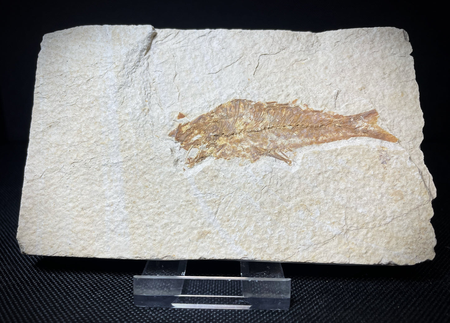 Fish From Morocco Over 50 Million Years Old