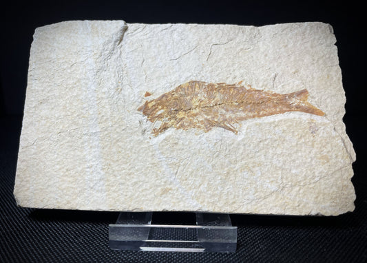 Fish From Morocco Over 50 Million Years Old