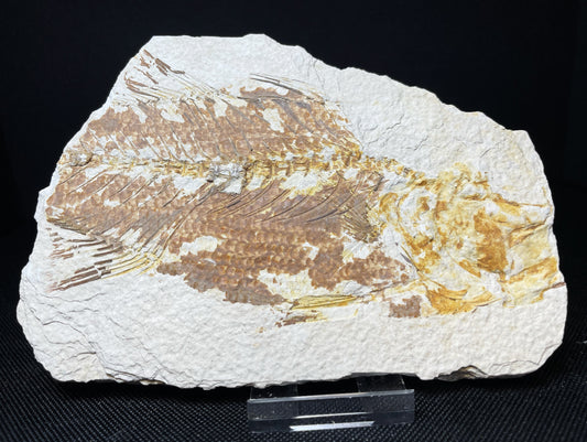 Fish Specimen From Morocco Over 50 Million Years Old