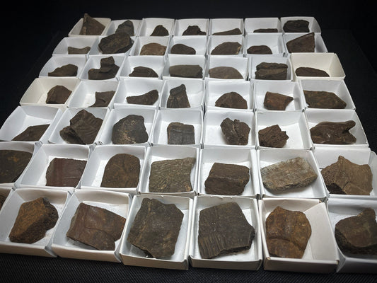 Natural Fossilised Turtle Shell Pleistocene Over 1 Million Years Old From Peace River Formation Florida USA