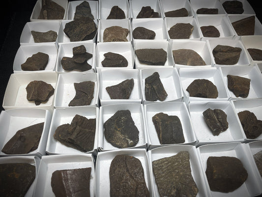 Natural Fossilised Turtle Shell Pleistocene Over 1 Million Years Old From Peace River Formation Florida USA