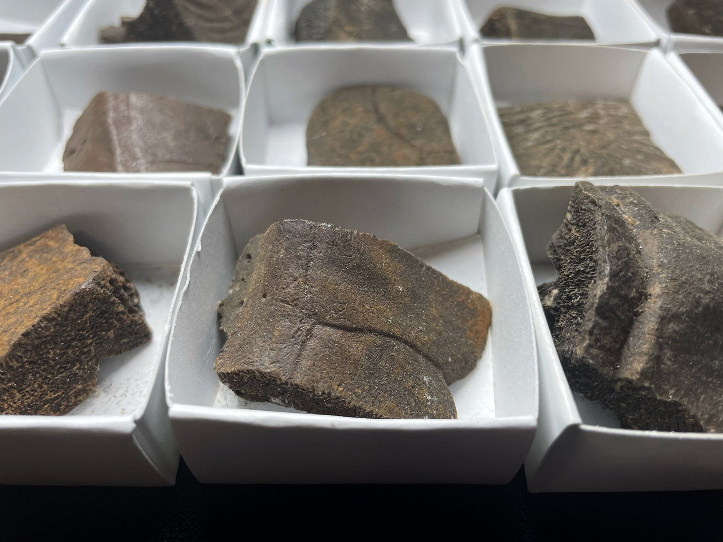 Natural Fossilised Turtle Shell Pleistocene Over 1 Million Years Old From Peace River Formation Florida USA