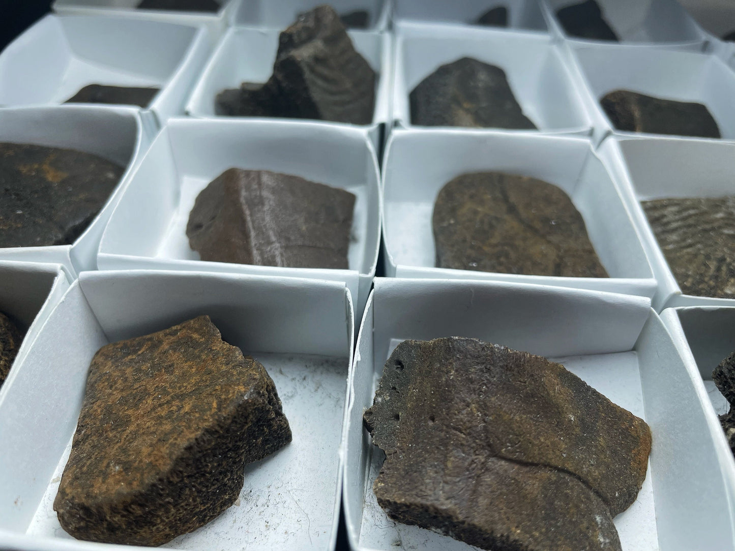 Natural Fossilised Turtle Shell Pleistocene Over 1 Million Years Old From Peace River Formation Florida USA