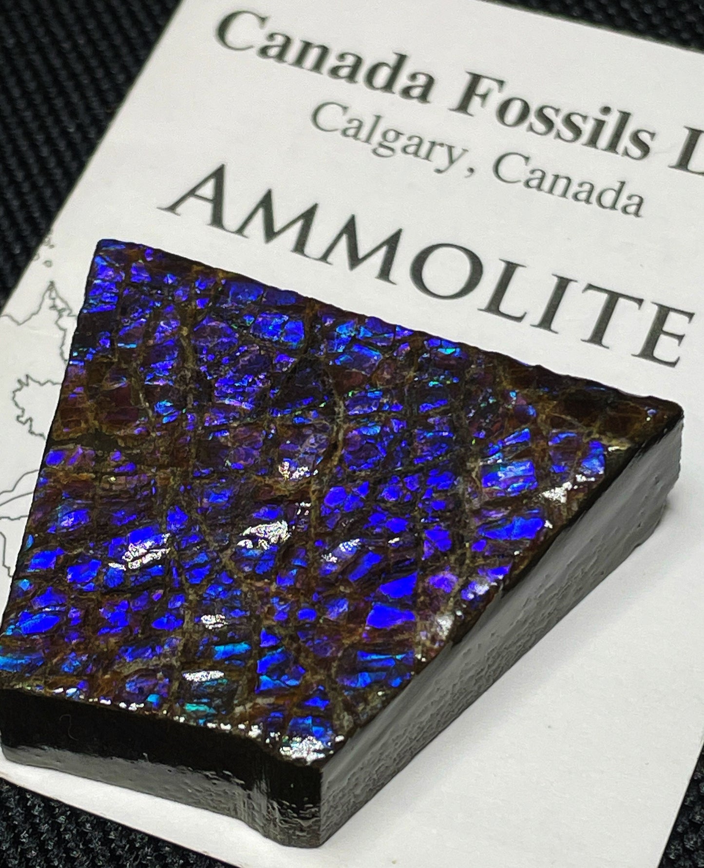 High Grade Natural Rare Purple Ammolite Gem Quality From Calgary, Canada
