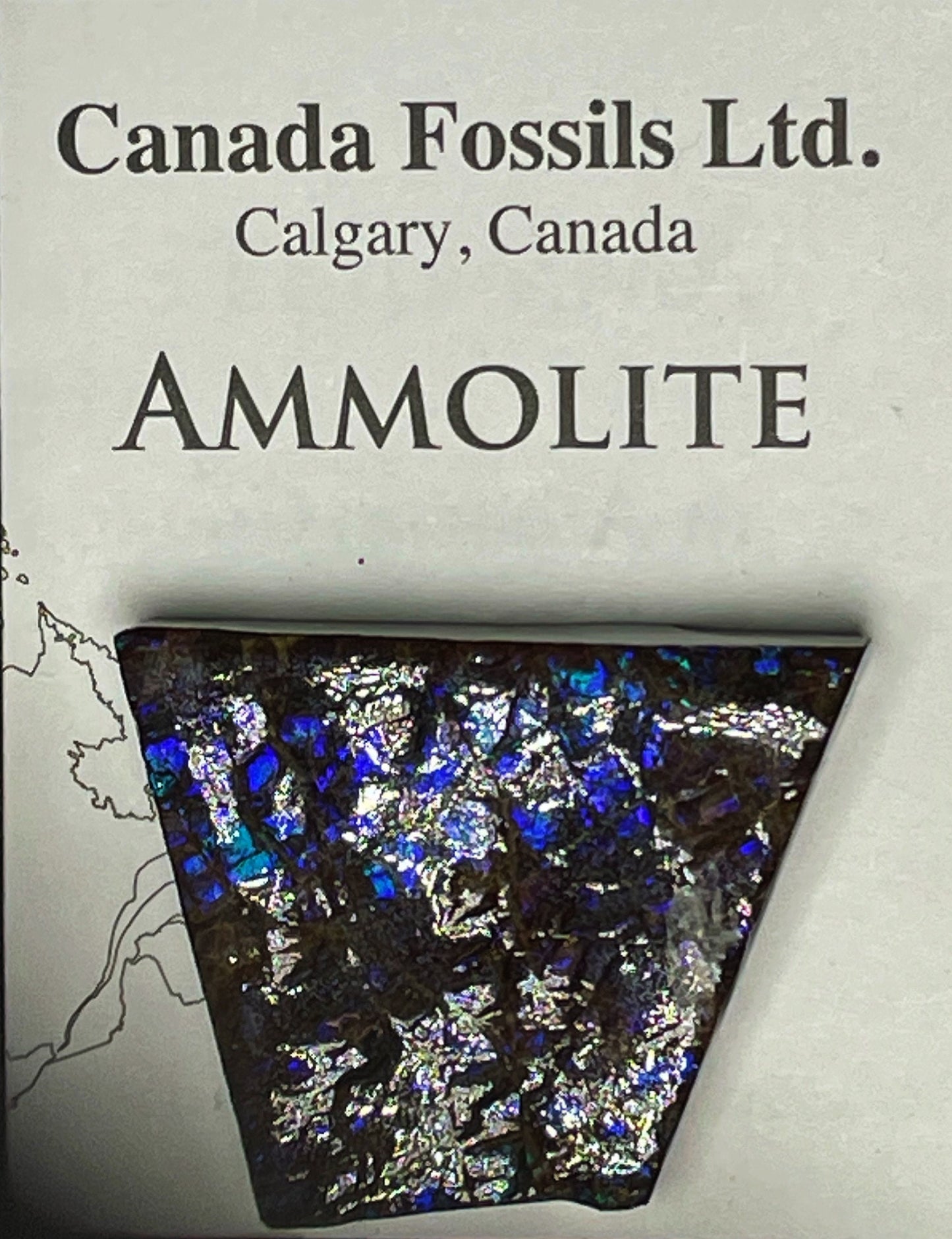 High Grade Natural Rare Purple Ammolite Gem Quality From Calgary, Canada
