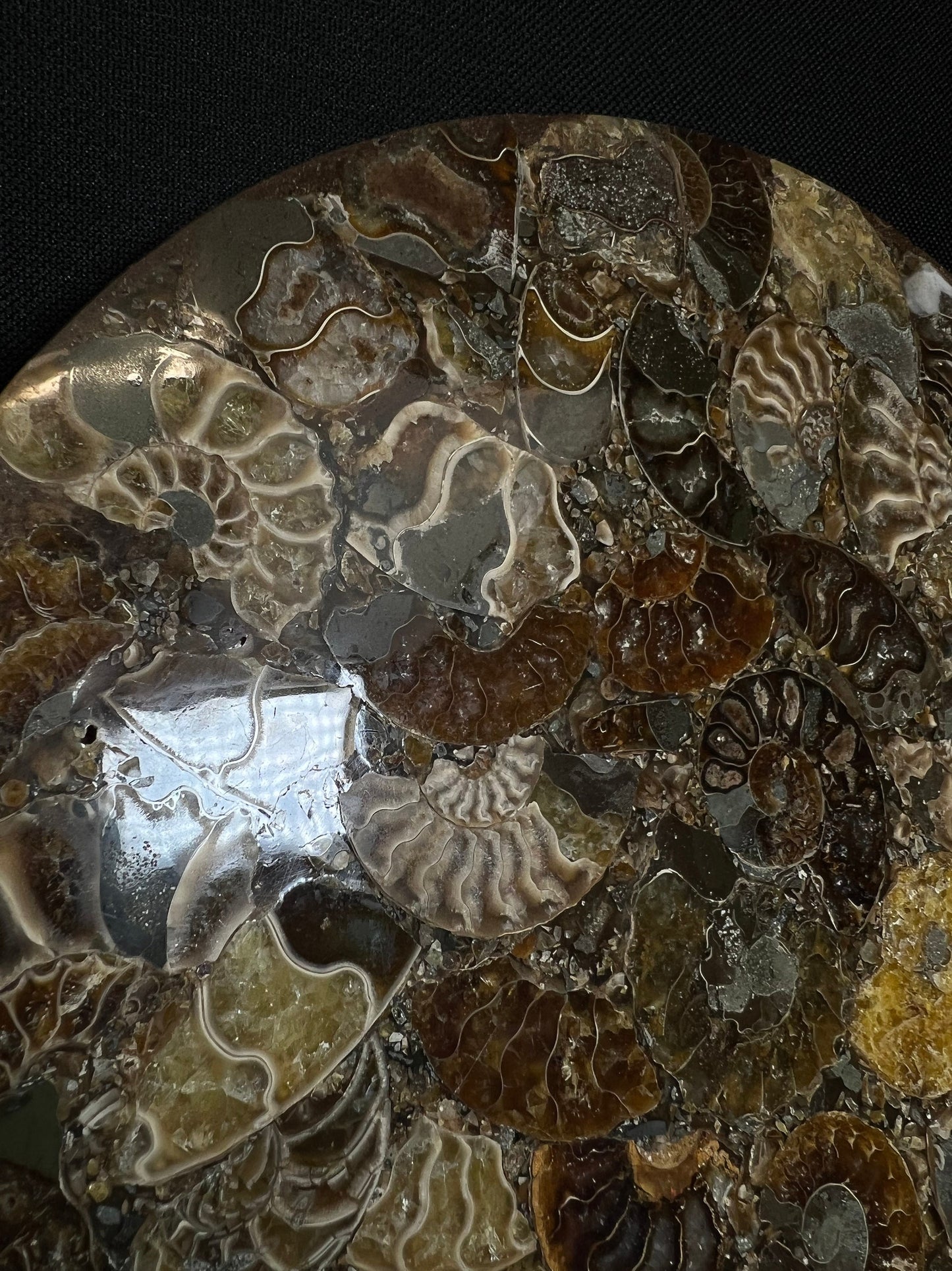 Polished Ammonite Fossil Plate- Home Decor- Fossil- Statement Piece