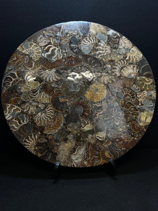 Polished Ammonite Fossil Plate- Home Decor- Fossil- Statement Piece