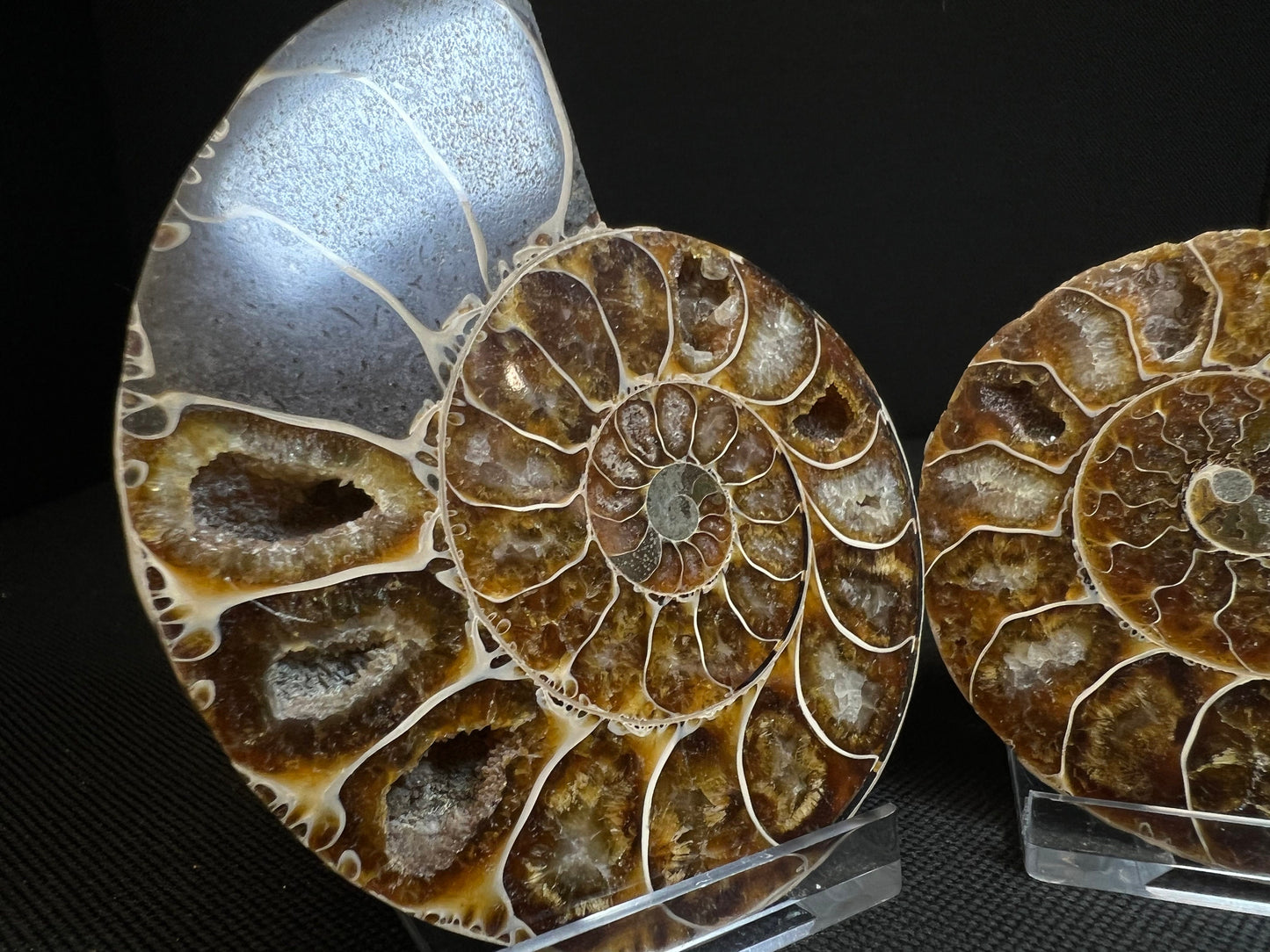 Small Ammonite Fossil Pair (Sold Together) Home Decor- Fossil- Statement Piece