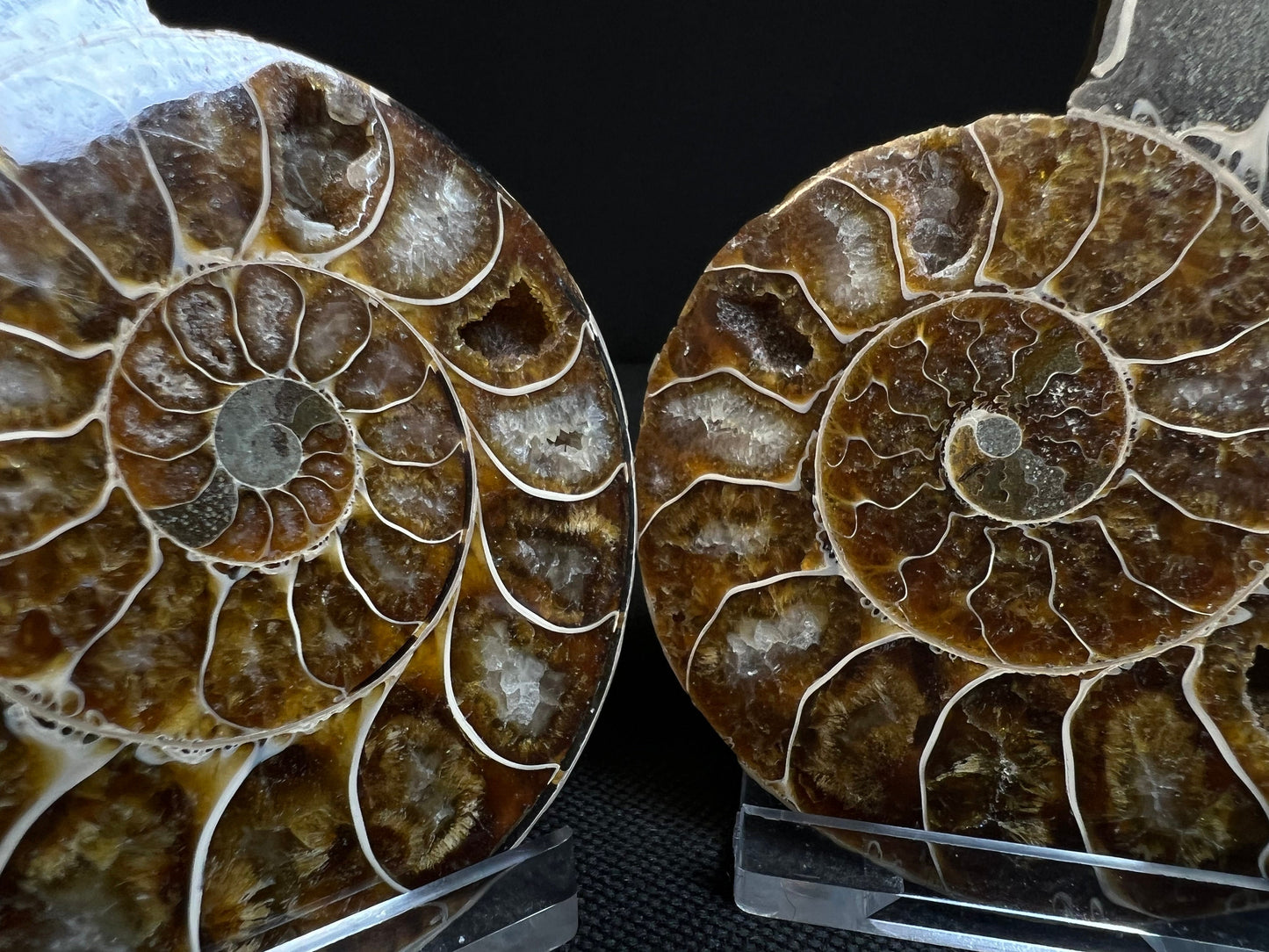 Small Ammonite Fossil Pair (Sold Together) Home Decor- Fossil- Statement Piece