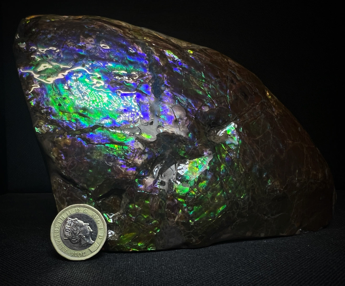 Remarkable Ammolite Gem Specimen With Teeth Impressions Of The Mosasaur From Alberta, Canada- Fossil, Gem, Collectors Piece