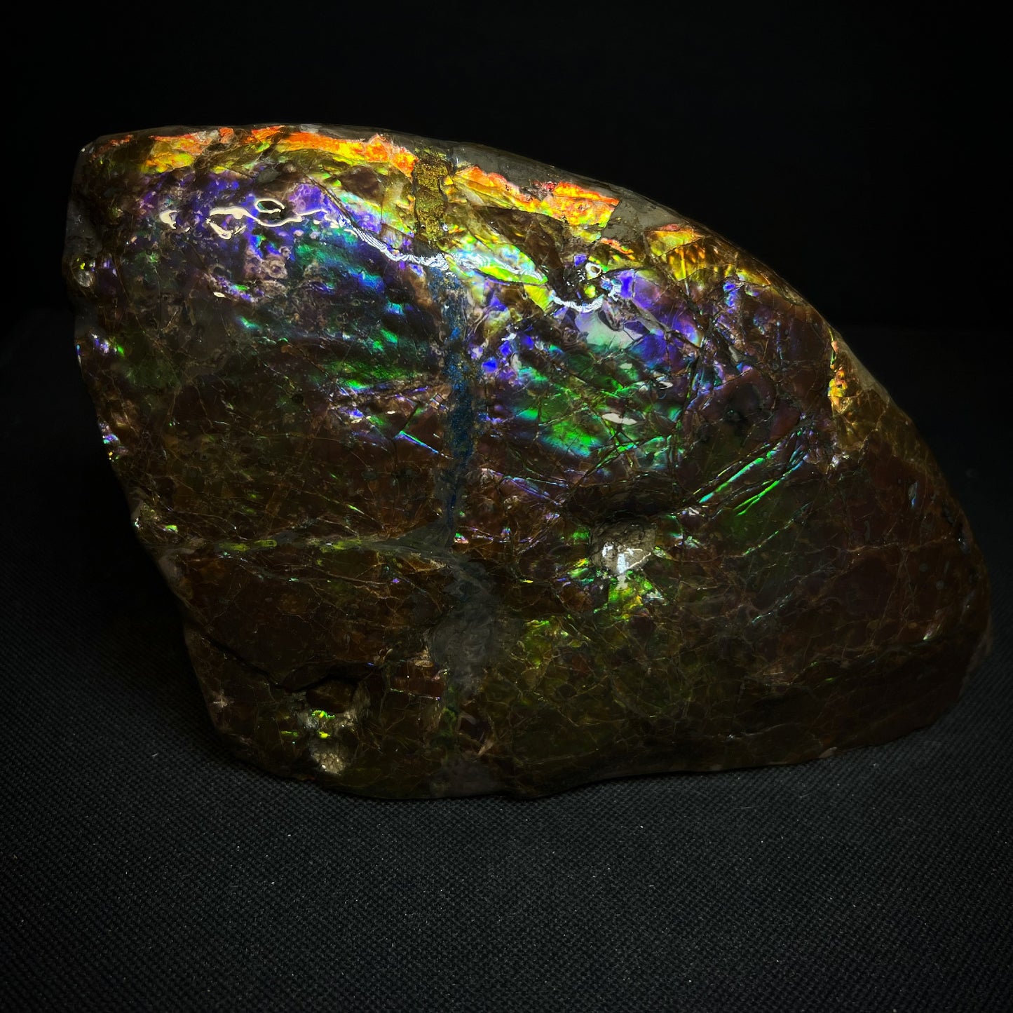 Remarkable Ammolite Gem Specimen With Teeth Impressions Of The Mosasaur From Alberta, Canada- Fossil, Gem, Collectors Piece